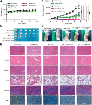 Recent development in black phosphorus nanomaterials for anticancer applications